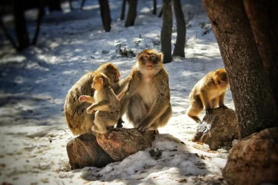 Head out from fez for a private middle atlas day trip—see ifrane, meet monkeys in azrou’s cedar forest, and visit berber towns. includes pickup.