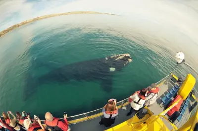 Avistamiento de ballenas en Puerto Pirámides en semi-submarino