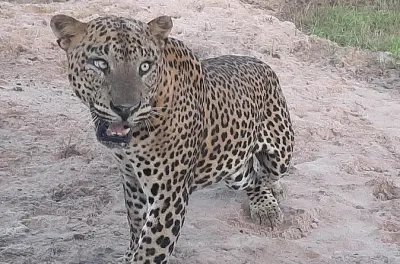 Private Yala Safari from Bentota: Leopards & Elephants