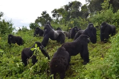 Meet rwanda’s gorillas, trek through misty forests, and spot wildlife on game drives with a local guide. includes all meals, transport, and accommodation.