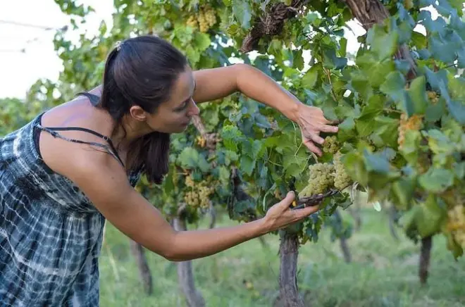 Weinroute San Juan: Drei Weingüter mit Verkostungen