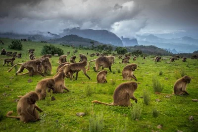 Trek the simien mountains from gondar with a local guide, see gelada monkeys up close, enjoy a picnic lunch, and relax with included pickup and return transport.