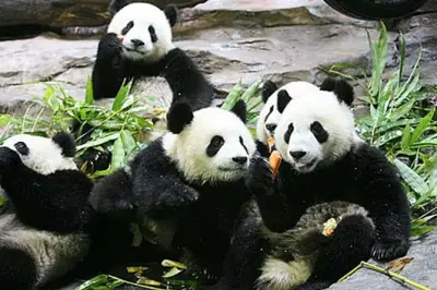 Tour privado no Chimelong Safari Park em Guangzhou: Guia e ingresso