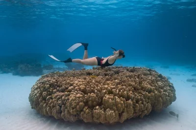 Phuket: schnorcheln an racha yai und mai ton, delfine beobachten, entspannen an ruhigen stränden. private bootstour mit lunch, ausrüstung und erfahrenen guides.