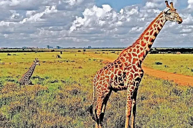 Safari y tour de vida silvestre en Nairobi National Park