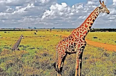 Safari y tour de vida silvestre en Nairobi National Park