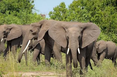 Safari Serengeti : Lac Manyara, Ngorongoro et migration