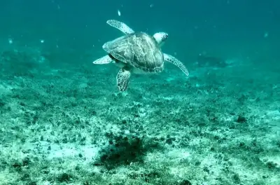 Snorkel em Tortola: Smuggler's Cove e Cane Garden Bay