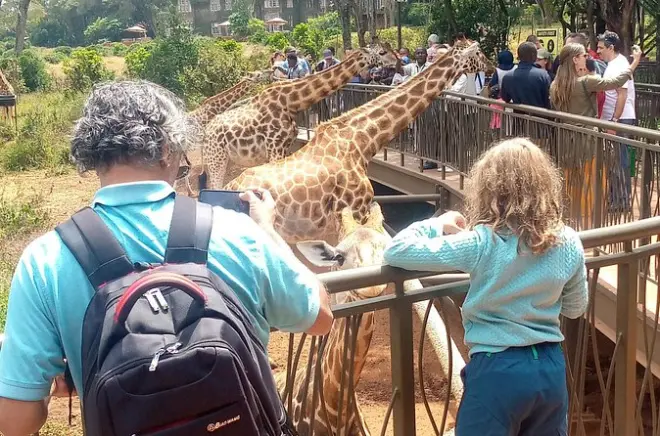 Centro giraffe e Bomas Kenya: Giraffe da nutrire e danze tribali