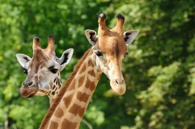 Giraffenzentrum und Karen-Blixen-Museum ab Nairobi