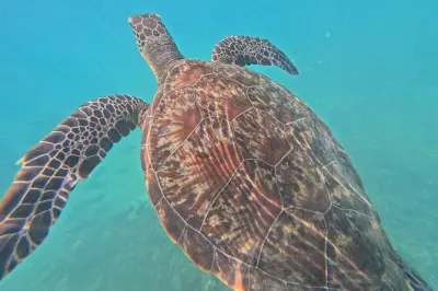 Ilhas Daymaniyat snorkel a partir de Muscat: Tartarugas e corais