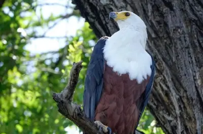 Tour di birdwatching di mezza giornata a Livingstone: 750 specie