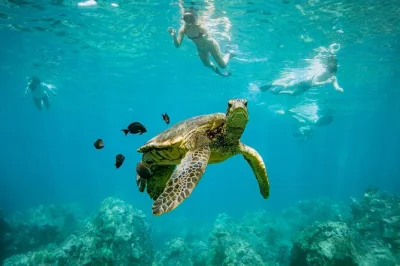 Feel the sea breeze on a maui catamaran cruise to turtle town & coral gardens with snorkeling, open bar, and local crew—includes gear, lunch or breakfast, and pickup.