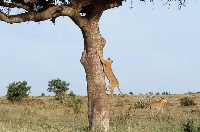 Safari 4 jours Maasai Mara et lac Nakuru au départ de Nairobi