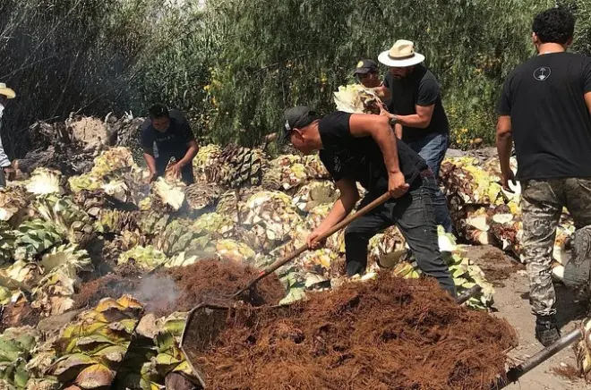 Mezcal Tour Oaxaca: Taste 15 Varieties at a Working Distillery
