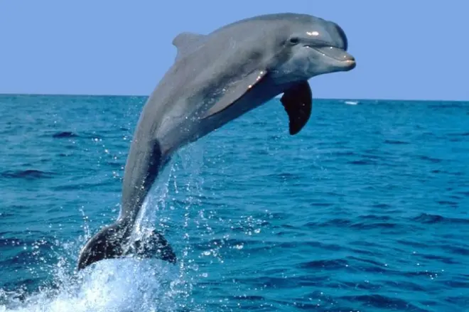 Snorkel com golfinhos em Maurício: Mar aberto e sudoeste