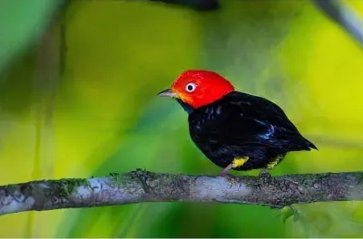 Bird watching a Drake Bay: Oltre 460 specie nella foresta primaria