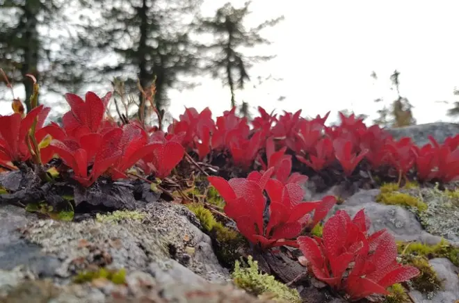 Riisitunturi National Park Autumn Hiking: Private Guided Tour