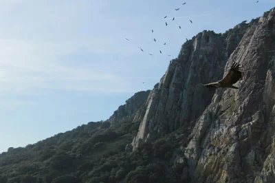 Découvrez monfragüe en 4x4 avec un guide local, observez des oiseaux rares et profitez des vues sur la forêt méditerranéenne. transport inclus. réservez votre excursion nature dès maintenant.