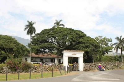 Step into colombia’s sugar cane history at hacienda el paraíso. walk the fields, taste a local drink, and enjoy a valluno lunch. includes guide and hotel pickup.
