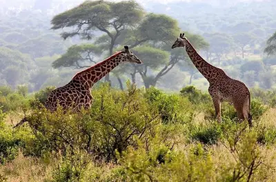 Day Tour Safari Arusha National Park: Mount Meru & Crater Lakes