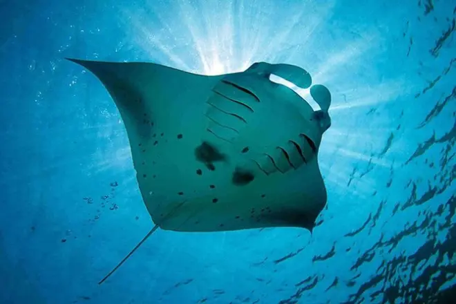 Nusa Penida snorkel: Mantarrayas, tres bahías y recogida hotel