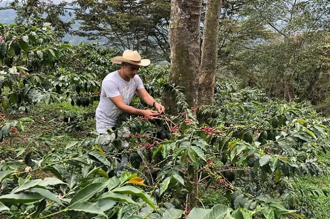 Salento tour a piedi: Raccogli e assaggia caffè fresco
