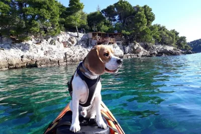 Disfruta un tour en kayak por cavtat, rema hasta la isla de supetar y vive el auténtico ritmo “pomalo” dálmata con un guía local. grupos pequeños, equipo incluido y reserva fácil.