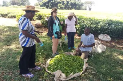 Piantagione di tè vicino Nairobi con visita alla fabbrica e pranzo