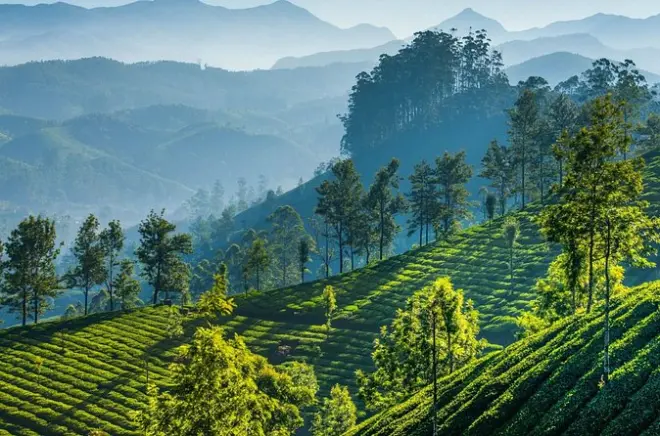 Tagesausflug von Madurai nach Munnar: Teemuseum & Wasserfälle