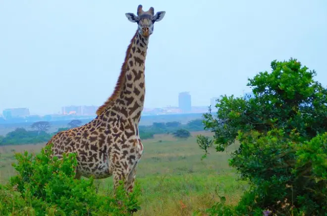 Safari dans le parc national de Nairobi : Safari matinal de 4 heures