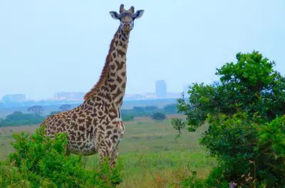 Safari al Nairobi National Park: Game drive mattutino di 4 ore