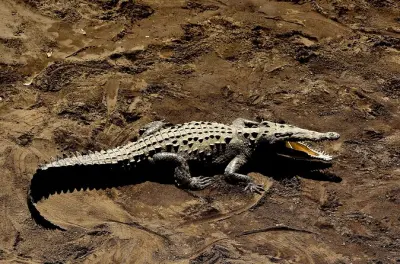 Tarcoles River Crocodile Safari & Carara Park Tour