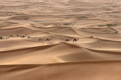 Découvrez les dunes rouges près d'al madam, essayez le sandboard et faites une balade à dos de chameau lors d'un safari privé à dubaï. transfert hôtel et eau inclus. réservez vite.