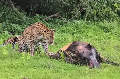 Yala Safari, Ella & Mirissa Tour: Private Vehicle, All-Inclusive