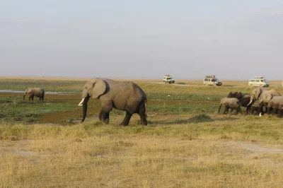Experience kenya’s wildlife with a private safari from nairobi, including amboseli, lake naivasha, and masai mara. includes guide, meals, and pickup.
