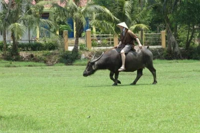Explore as hortas de ervas de tra que, ande de búfalo e compartilhe um almoço com moradores locais. transporte privativo e massagem relaxante incluídos. reserve já.