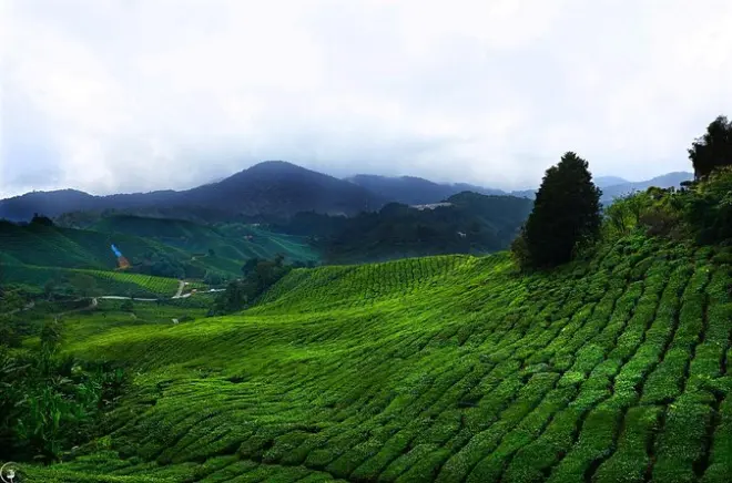 Traslado privado de Kuala Lumpur a Cameron Highlands