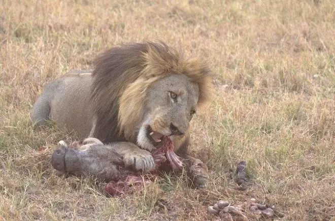 Moremi Game Reserve Tagesausflug ab Maun: Wildhunde & Elefanten