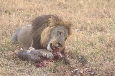 Moremi Game Reserve Tagesausflug ab Maun: Wildhunde & Elefanten