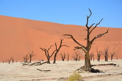 Experience namibia’s wild dunes, deadvlei’s ancient trees, and a dune drive at sandwich harbor with a local guide. includes meals and pickup. book now.