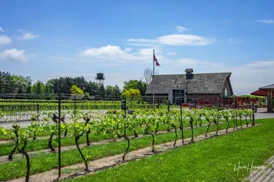 Personnalisez votre excursion privée d’une demi-journée de dégustation de vins à niagara-on-the-lake. visitez 3 vignobles, goûtez des vins locaux et profitez d’un service de prise en charge e