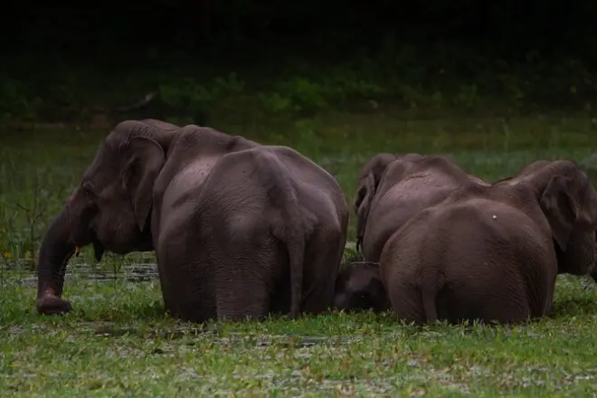 Udawalawe Safari: Wilde Elefanten ab Hambantota Hafen