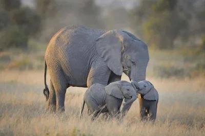 Wake up to wild tanzania on a 4-day safari from arusha. see tarangire’s elephants, camp in the serengeti, and descend into ngorongoro crater with a local guide. book now.