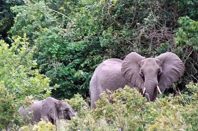 Shimba Hills Tagestour ab Mombasa: Private 4x4-Safari