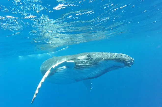 Whale watching a Tahiti: Nuota con balene e cuccioli