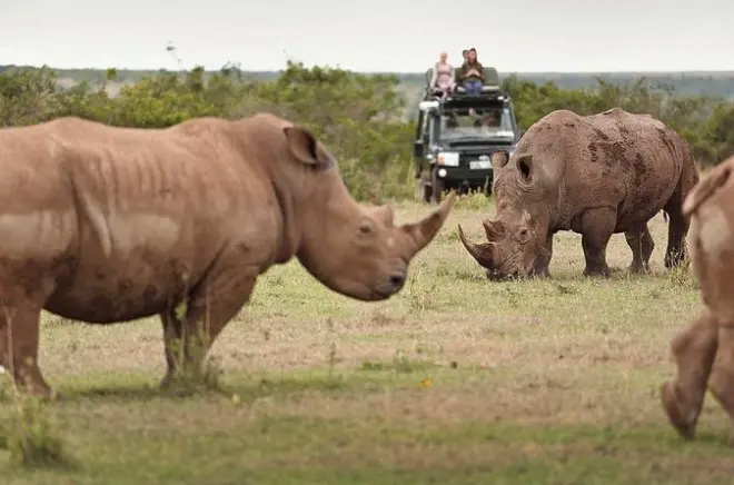 Solio Ranch Nashorn-Safari Tagesausflug ab Nairobi