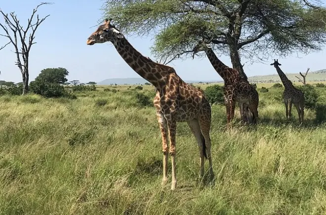 Safari no parque Tarangire com 4x4 privado e guia saindo de Moshi