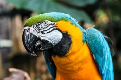 Entra al bloedel conservatory en vancouver y disfruta de un escape tropical con aves exóticas, plantas exuberantes y un ambiente cálido. incluye entrada, reserva ya.