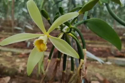 Hacienda Cacaoymango: Tour de chocolate e frutas tropicais
